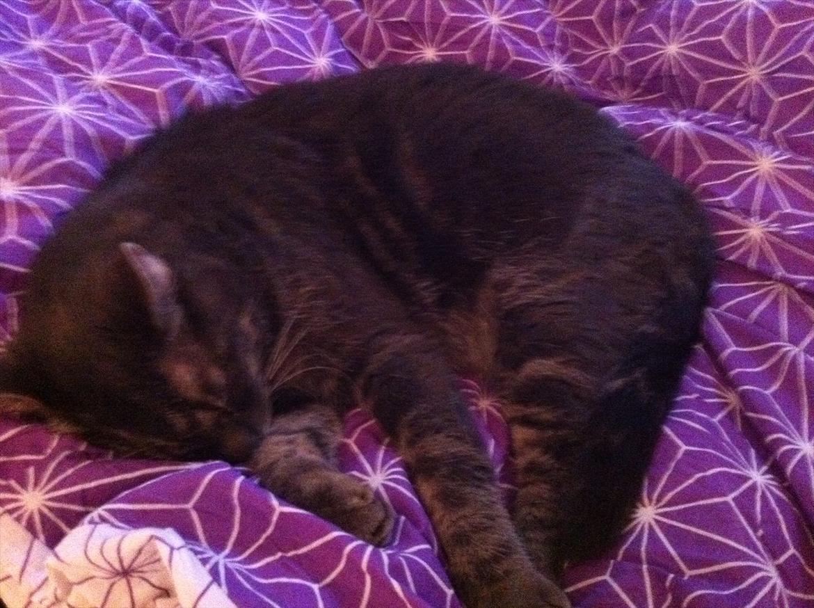 Blanding af racer Bassemand - Basse putter (: billede 7