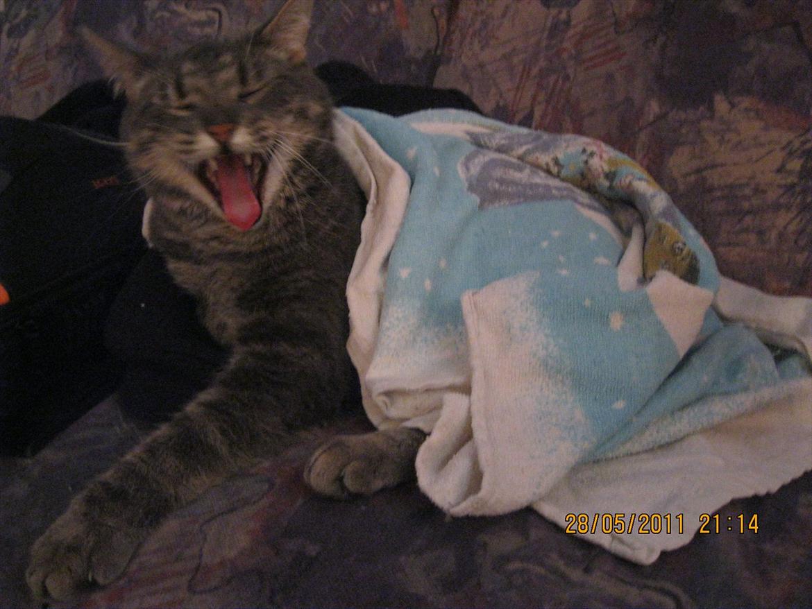 Blanding af racer Bassemand - Basse med løvegaaaab :D billede 11