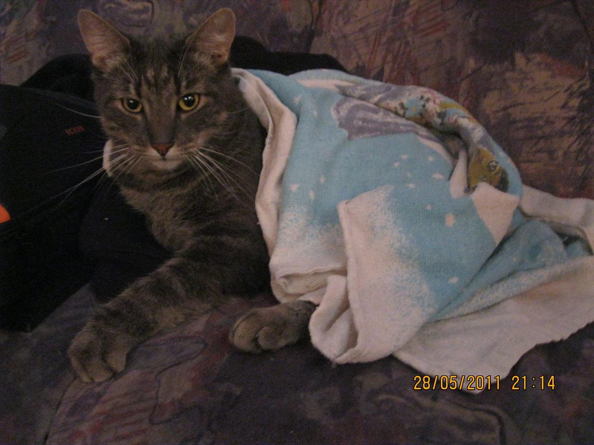 Blanding af racer Bassemand - Basse tager sofaen :D billede 12