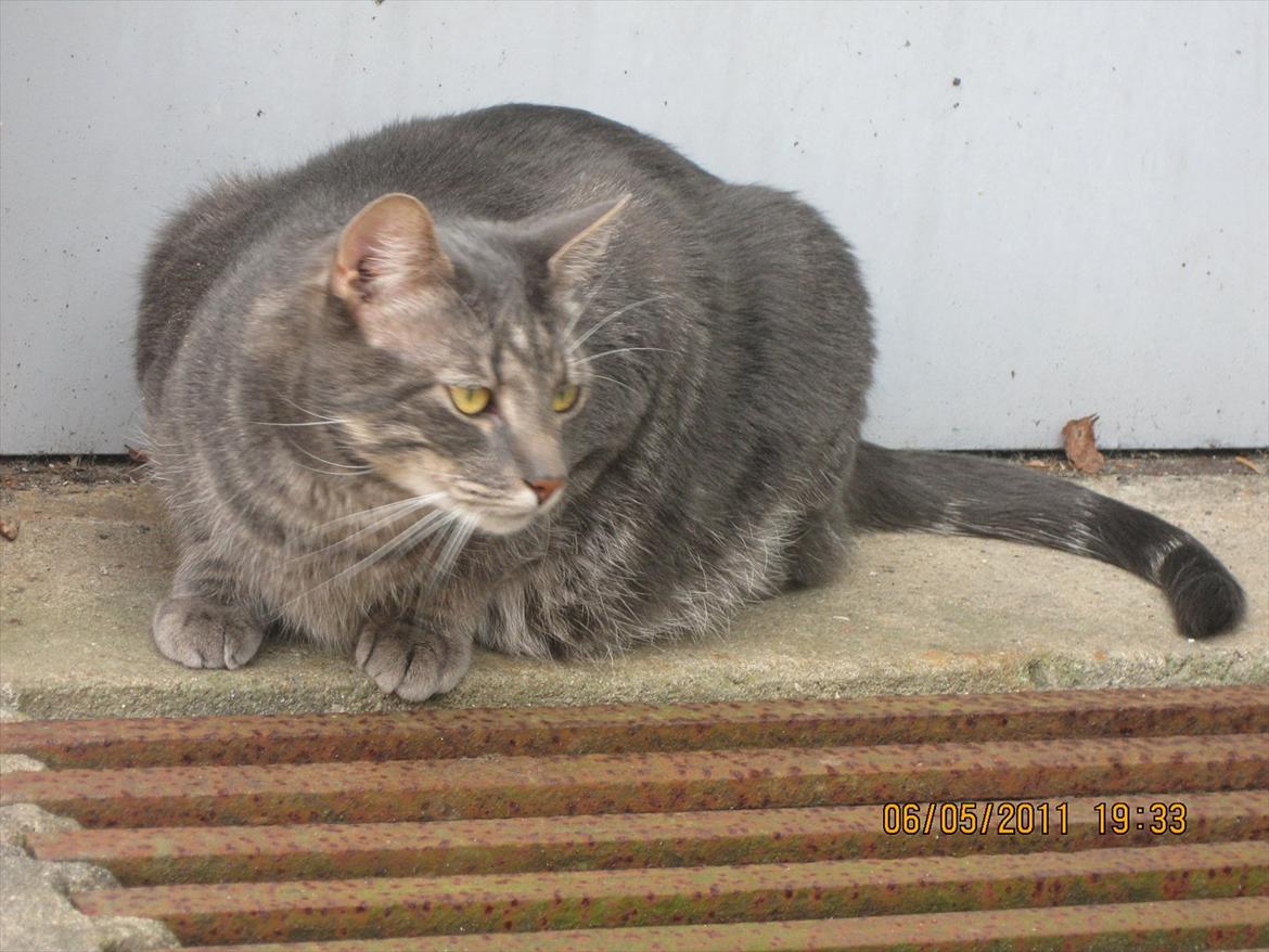 Blanding af racer Bassemand - Basse er på jagt udenfor (: billede 14