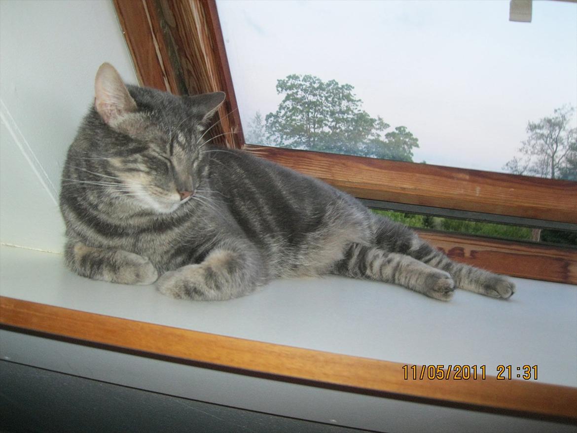 Blanding af racer Bassemand - Basse hygger (: billede 15