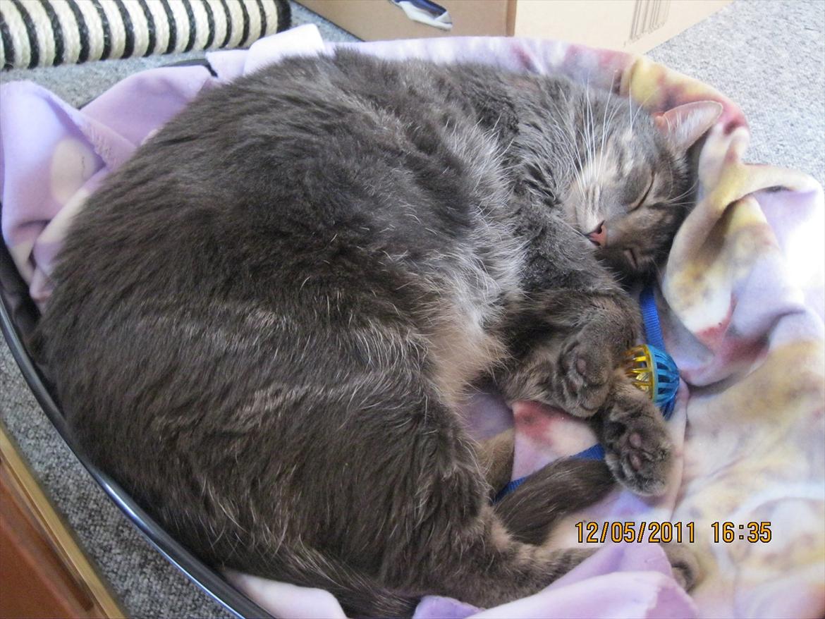 Blanding af racer Bassemand - Basse putter (: billede 16