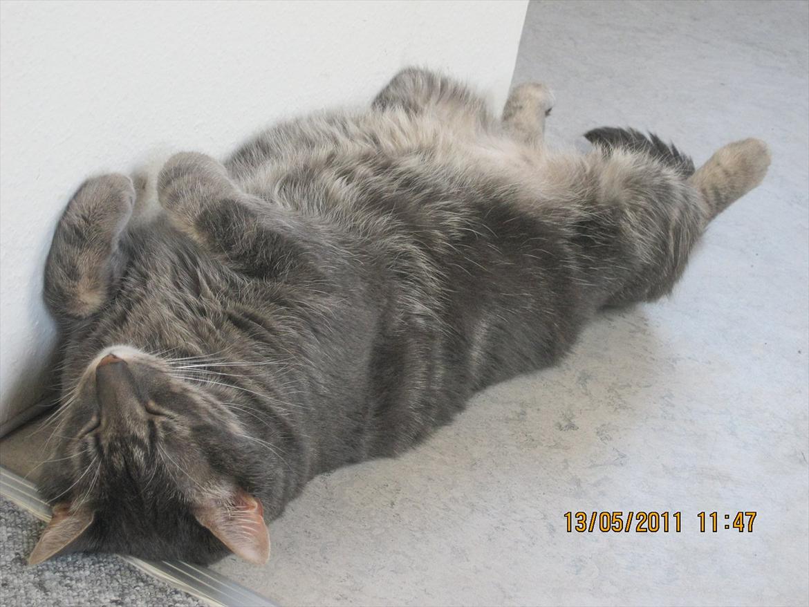 Blanding af racer Bassemand - Basse putter (: billede 17