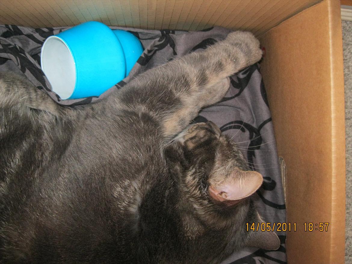 Blanding af racer Bassemand - Basse putter (: billede 18