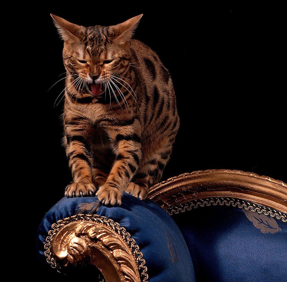 Bengal DK-Wild-diamond light in  billede 20