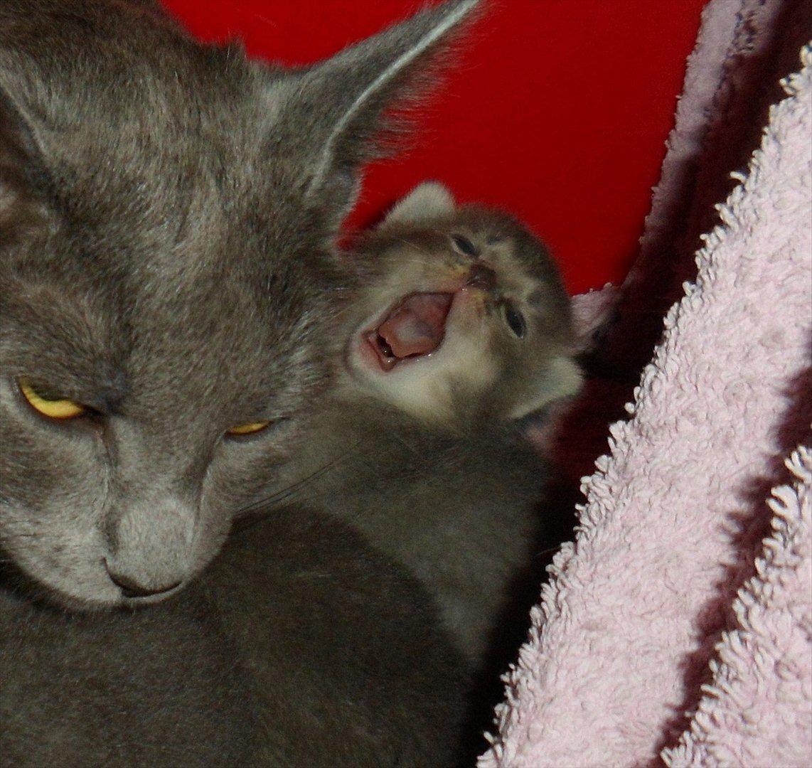 Huskat Viola billede 8