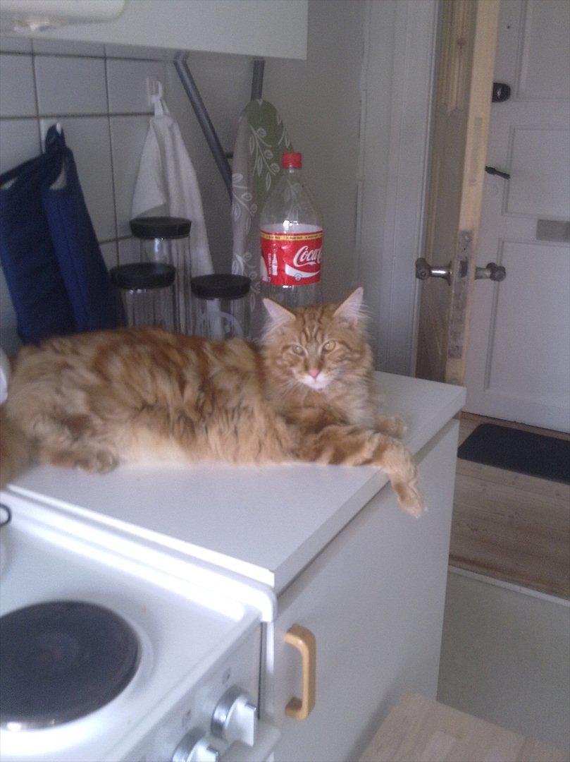 Maine Coon Cæsar  billede 14