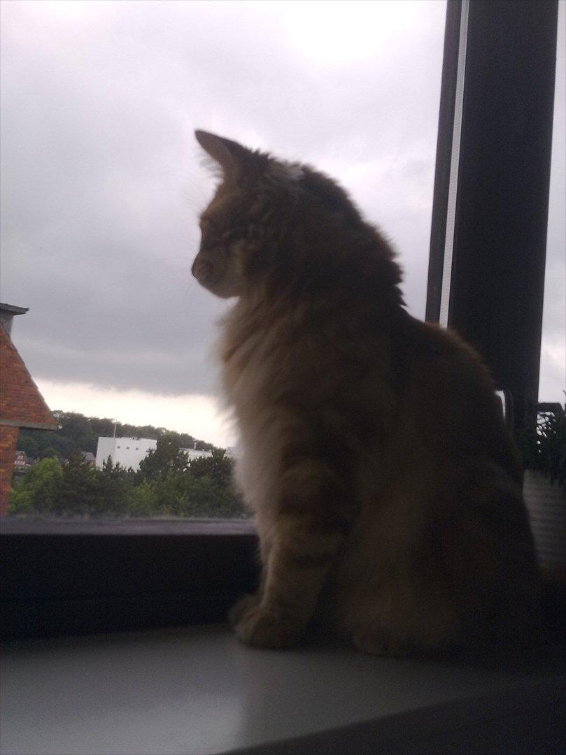 Maine Coon Cæsar  billede 10