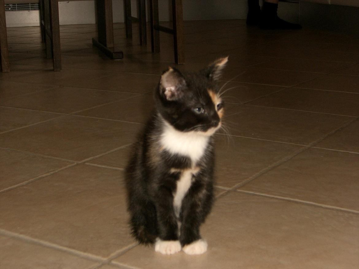 Huskat Diva Solgt og savnet;'( billede 9