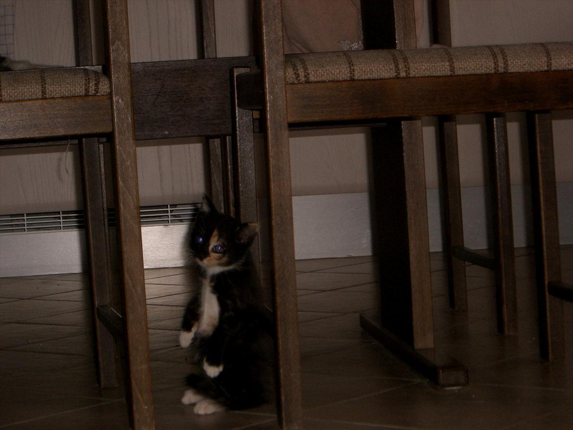 Huskat Diva Solgt og savnet;'( billede 10