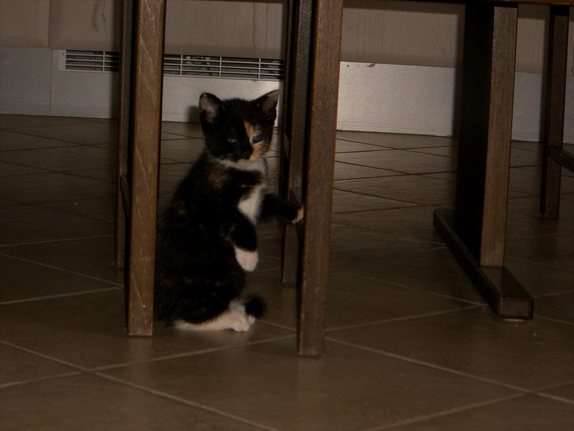 Huskat Diva Solgt og savnet;'( billede 11