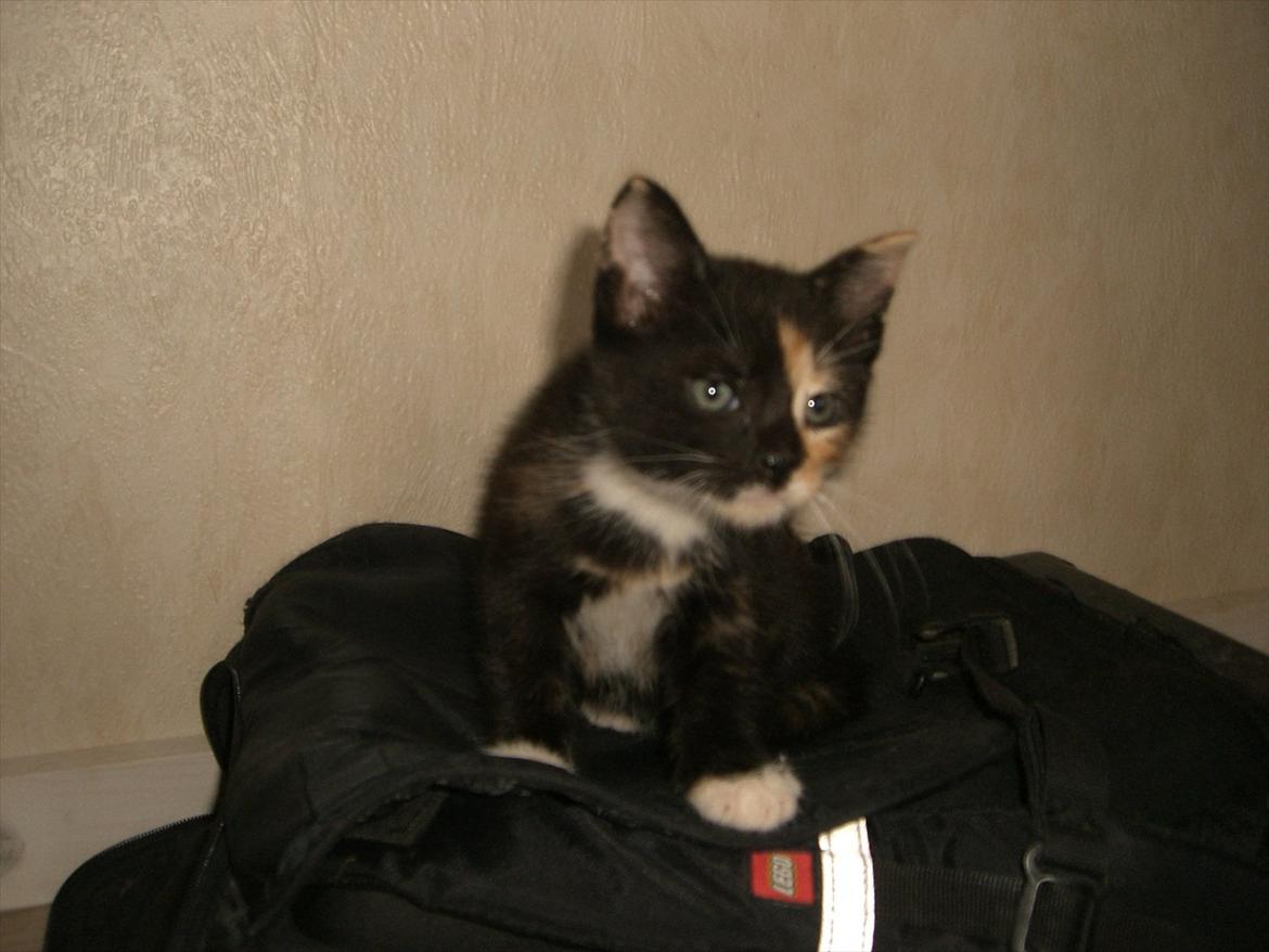 Huskat Diva Solgt og savnet;'( billede 12