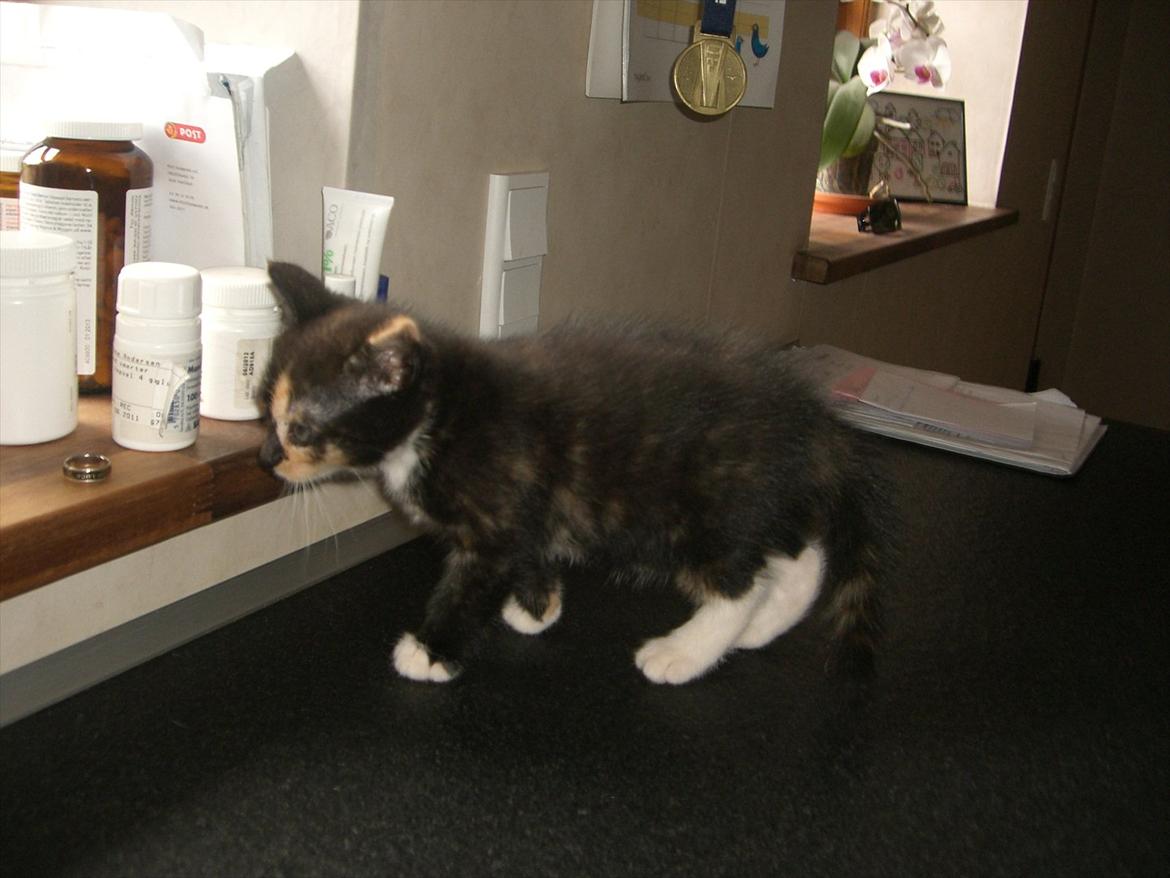 Huskat Diva Solgt og savnet;'( billede 13