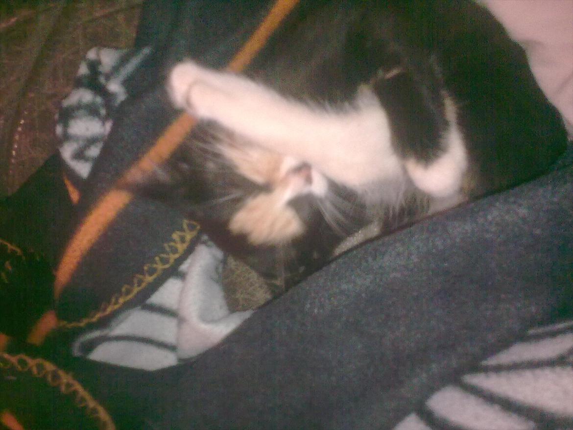 Huskat Gucci solgt & savnet :( billede 11