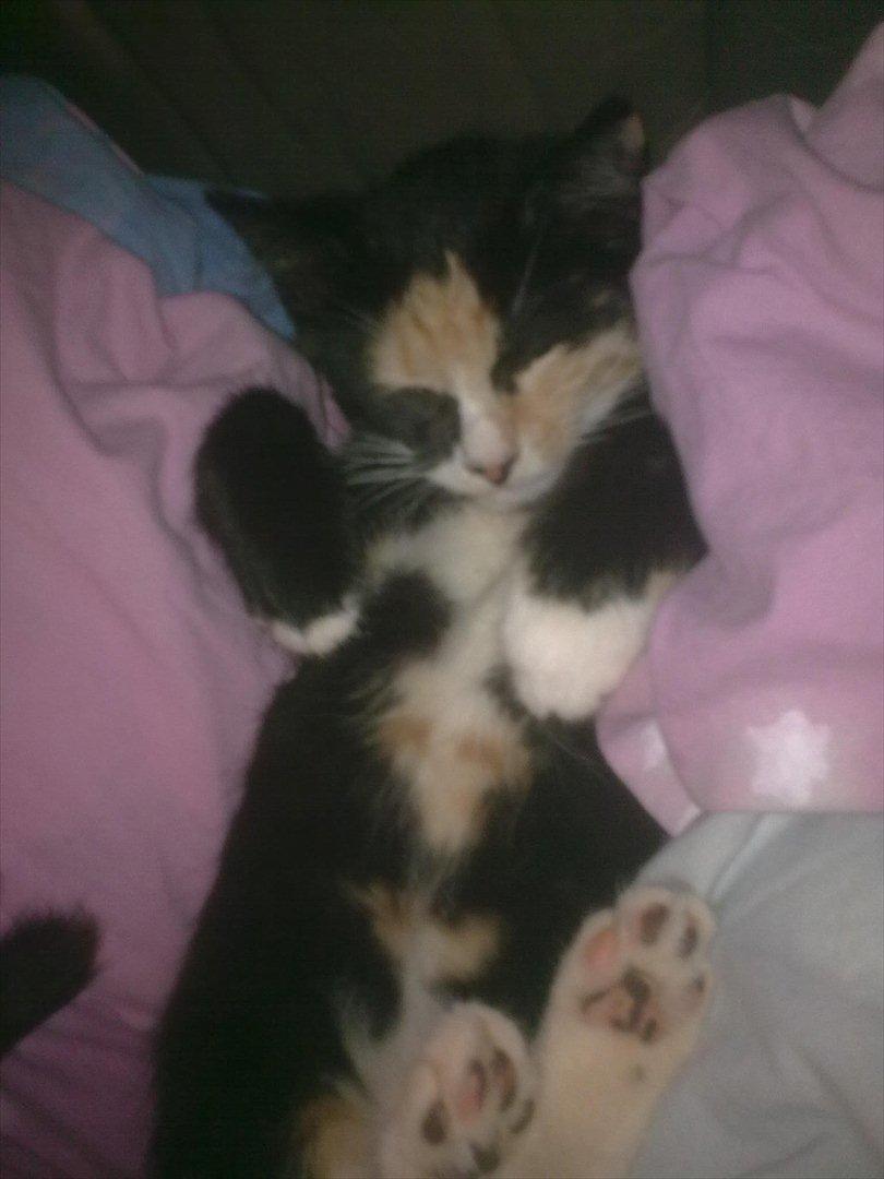 Huskat Gucci solgt & savnet :( billede 12