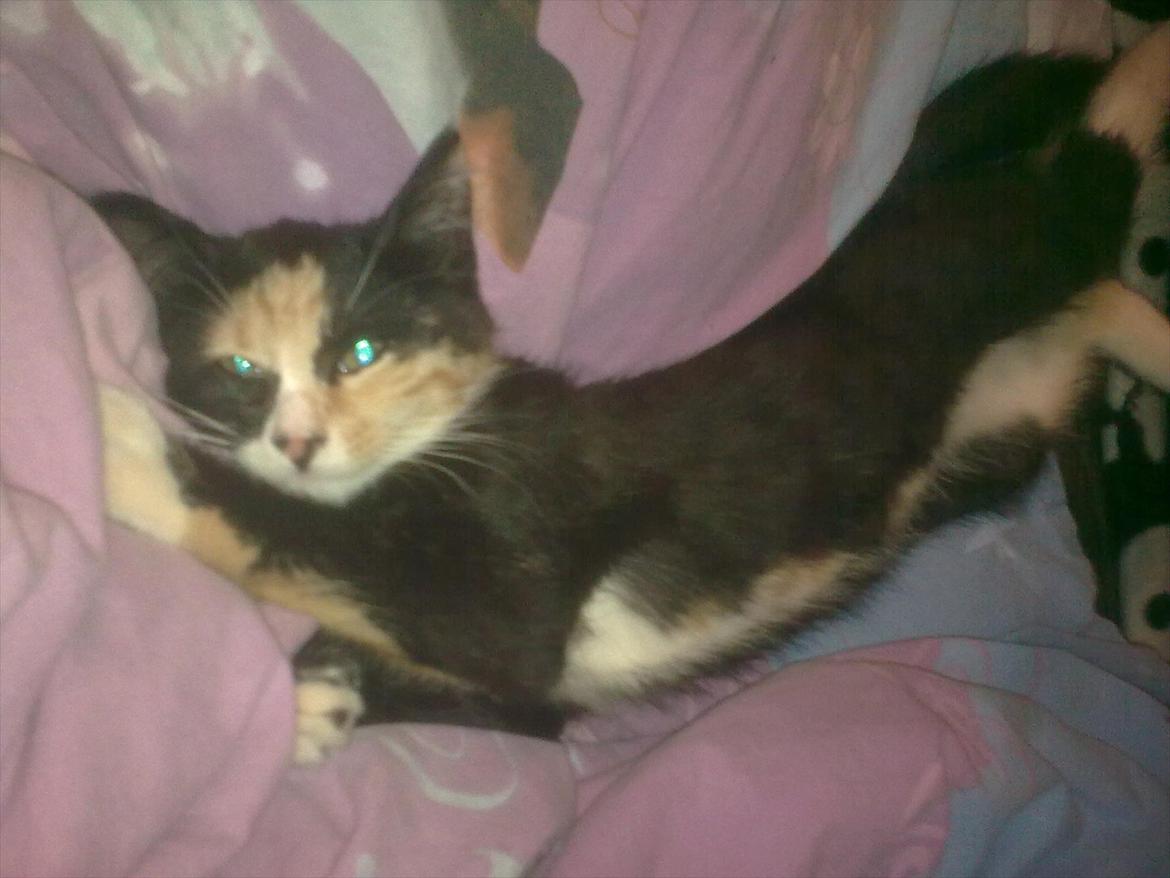 Huskat Gucci solgt & savnet :( billede 6