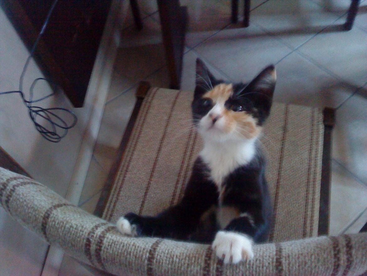 Huskat Gucci solgt & savnet :( billede 14