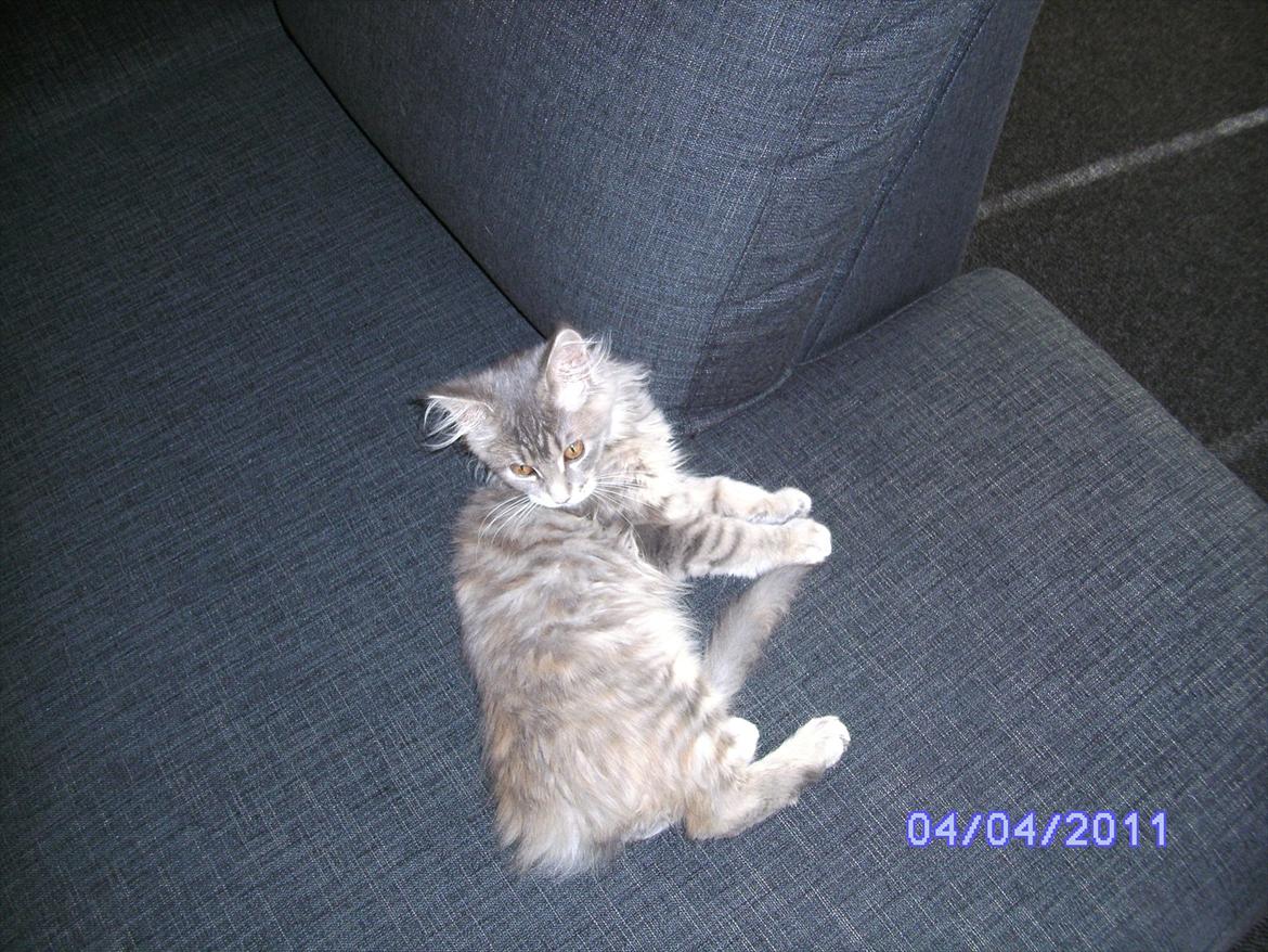 Maine Coon Baby billede 7