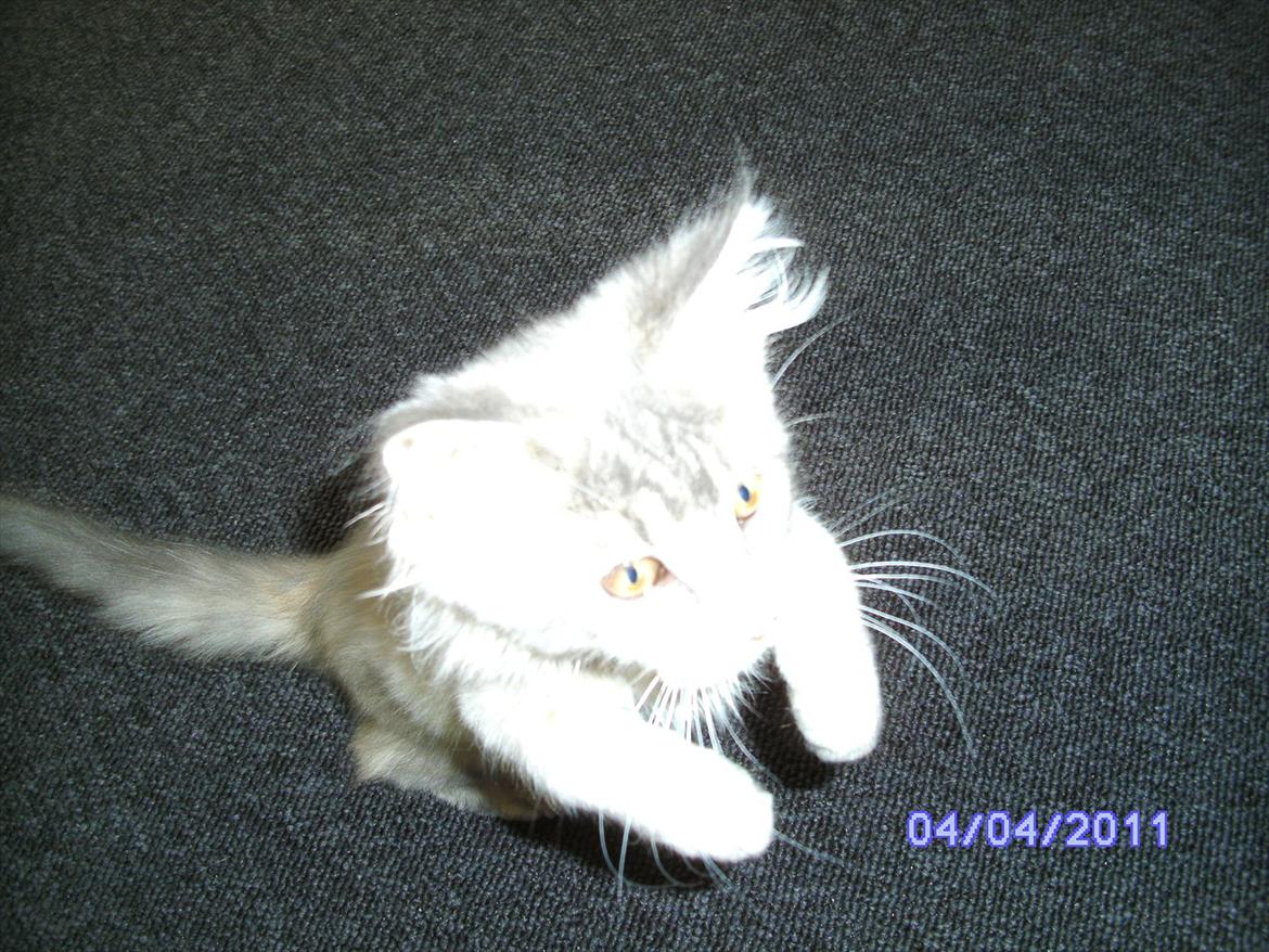 Maine Coon Baby billede 8