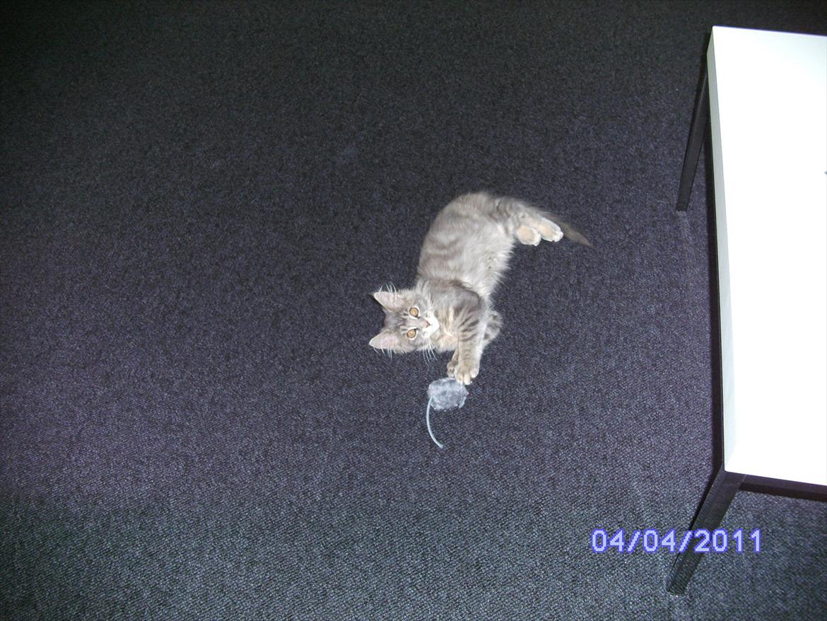 Maine Coon Baby billede 9