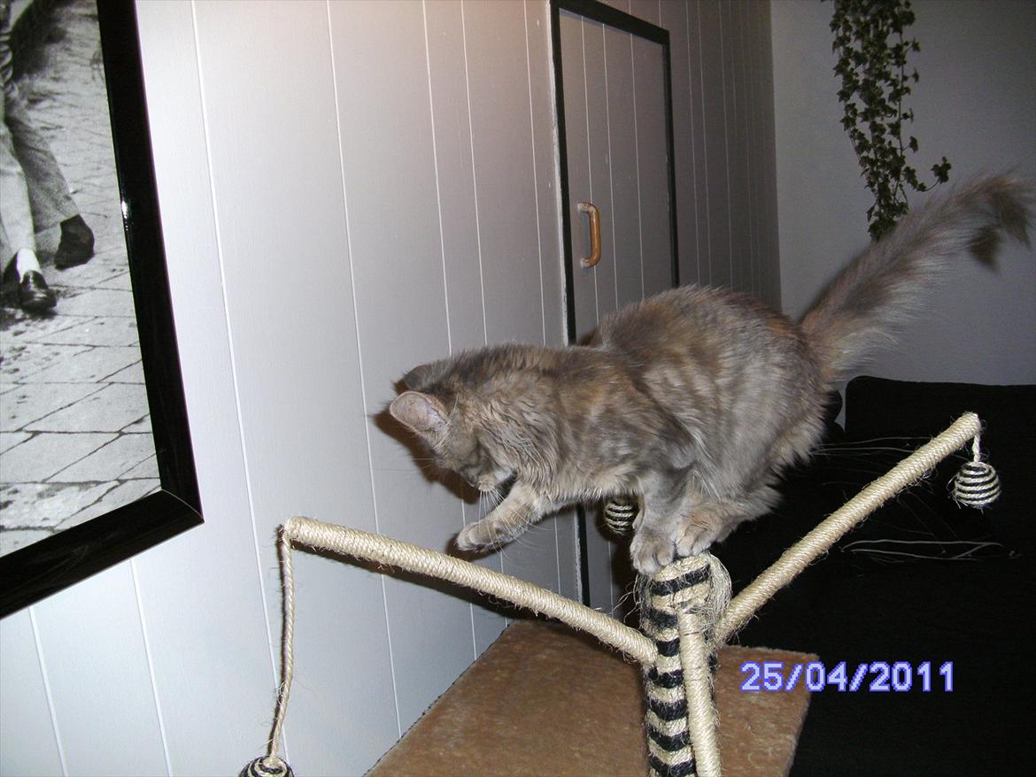 Maine Coon Baby billede 10