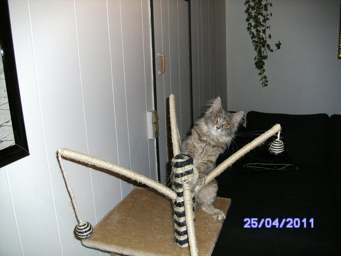 Maine Coon Baby billede 11