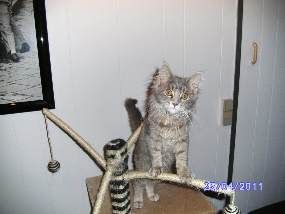 Maine Coon Baby billede 12