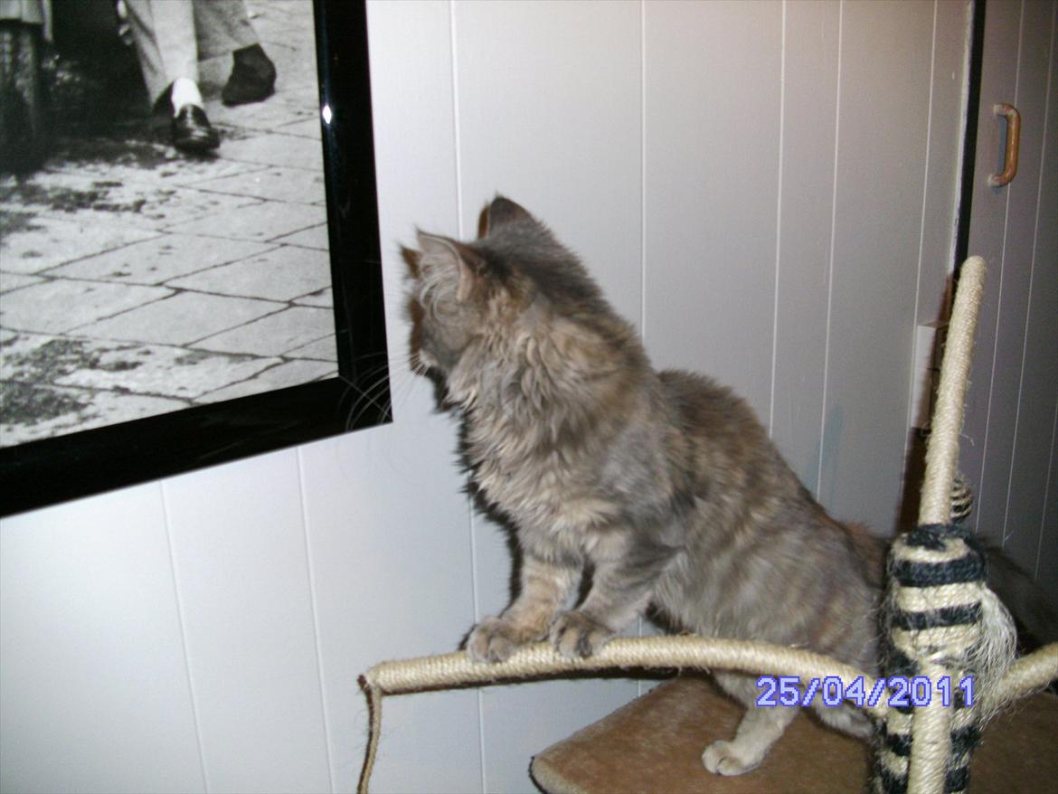 Maine Coon Baby billede 13