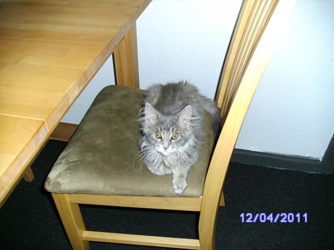 Maine Coon Baby billede 14