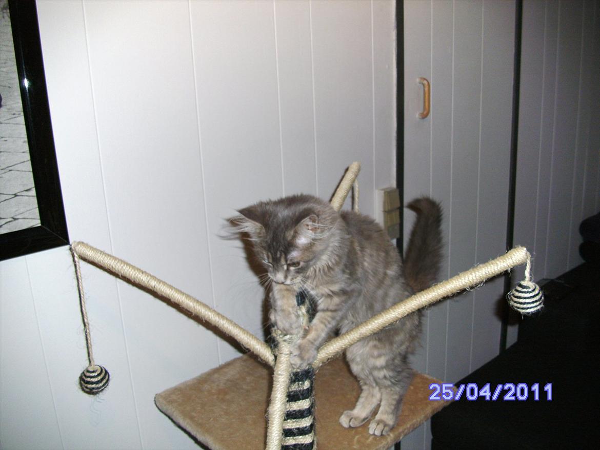 Maine Coon Baby billede 15