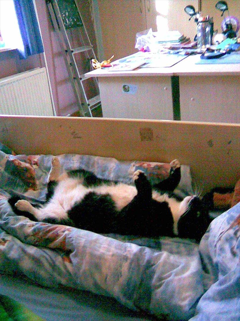 Huskat Kissi *R.I.P* billede 1