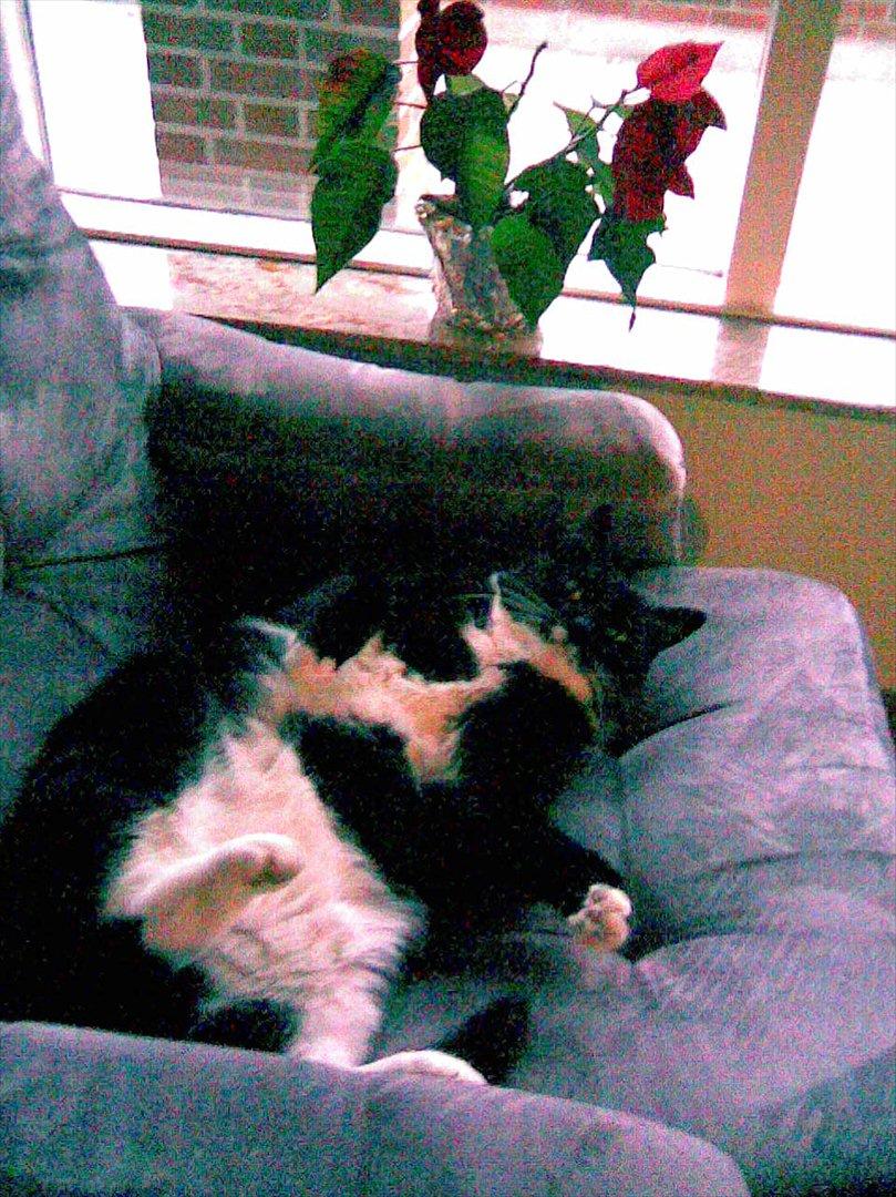 Huskat Kissi *R.I.P* billede 2