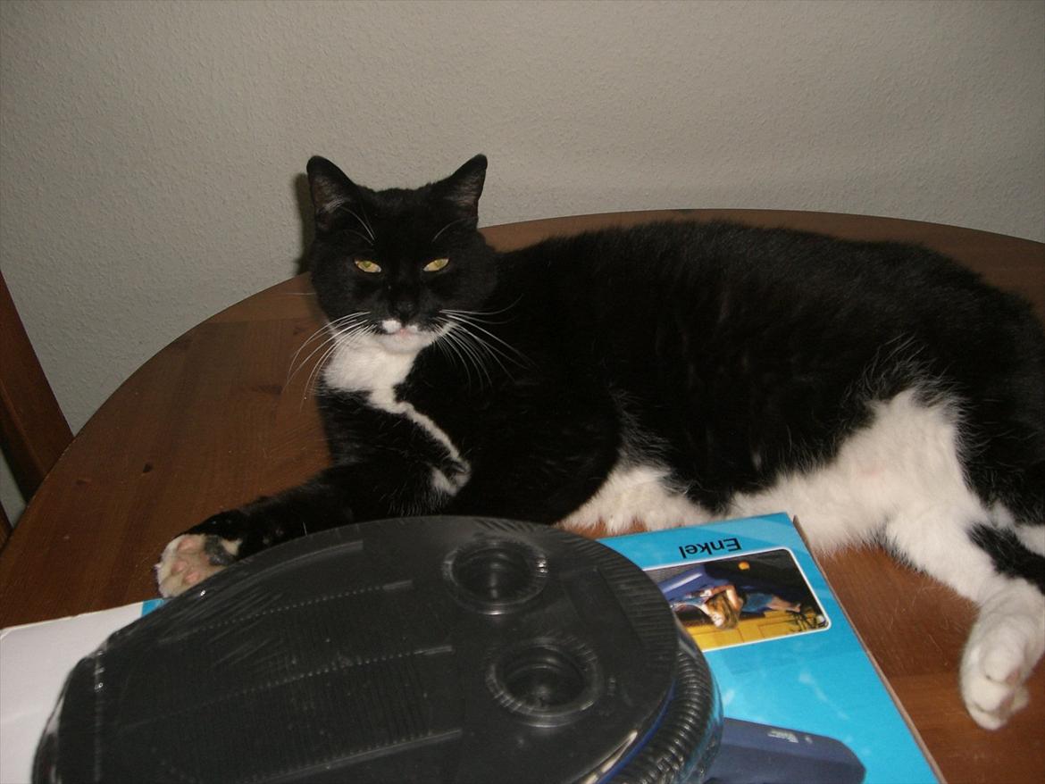 Huskat Kissi *R.I.P* billede 3