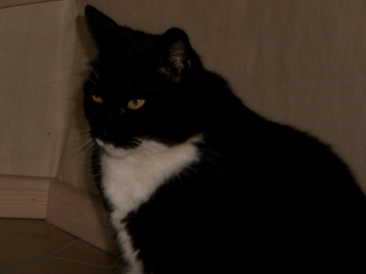 Huskat Kissi *R.I.P* billede 4