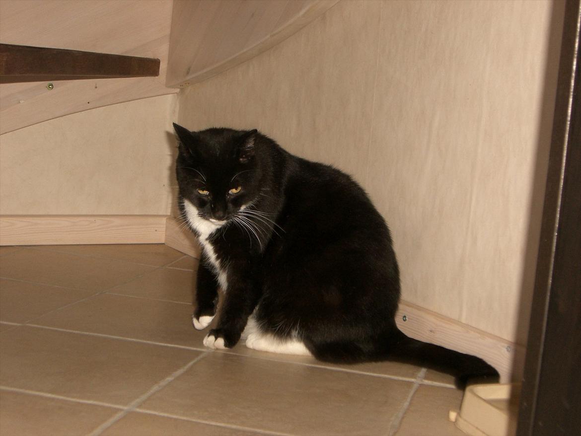 Huskat Kissi *R.I.P* billede 5