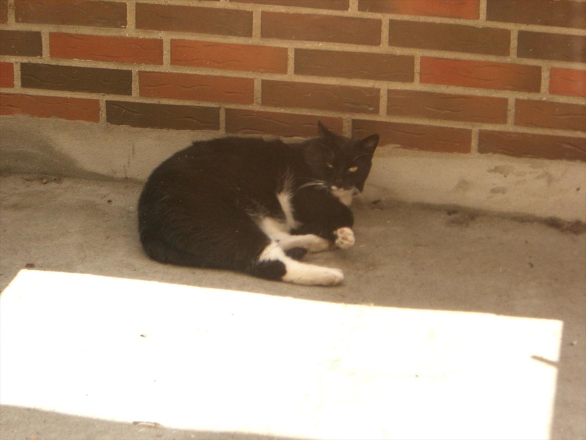 Huskat Kissi *R.I.P* billede 6