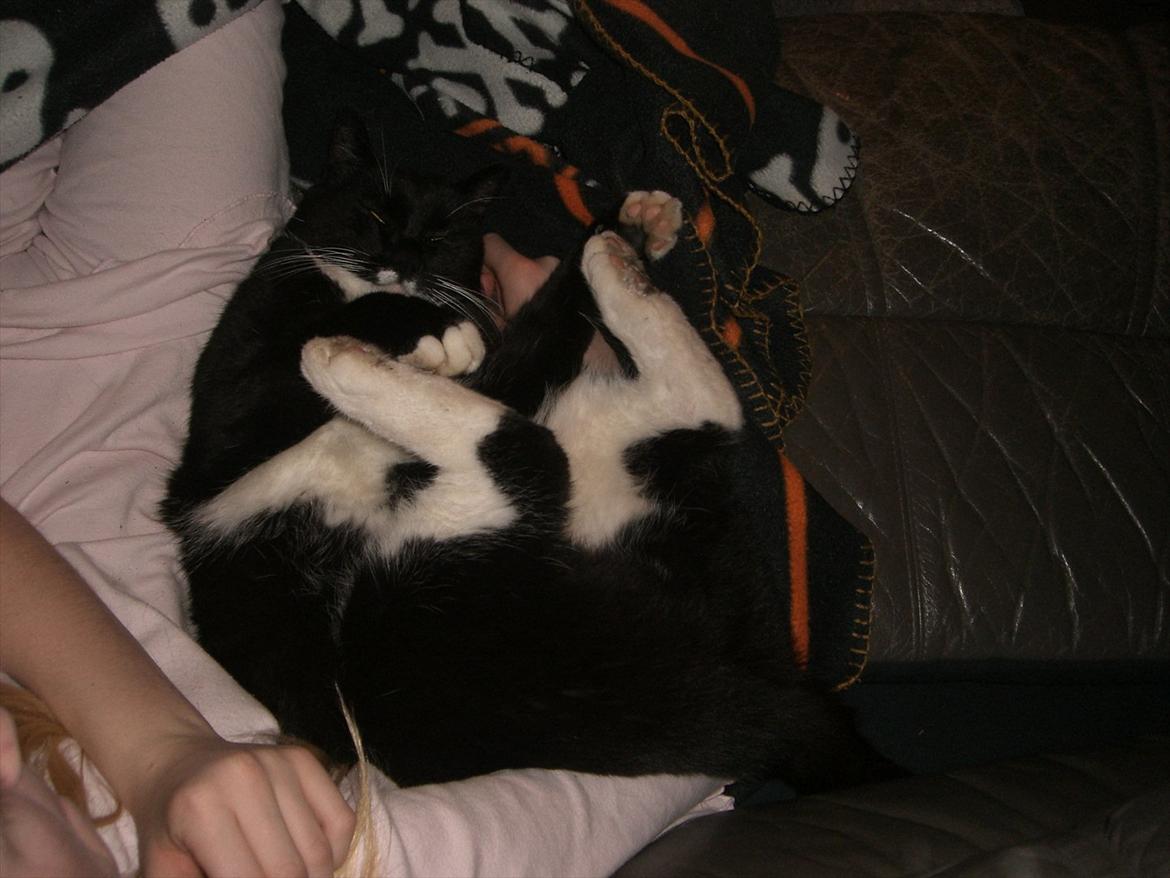 Huskat Kissi *R.I.P* billede 7