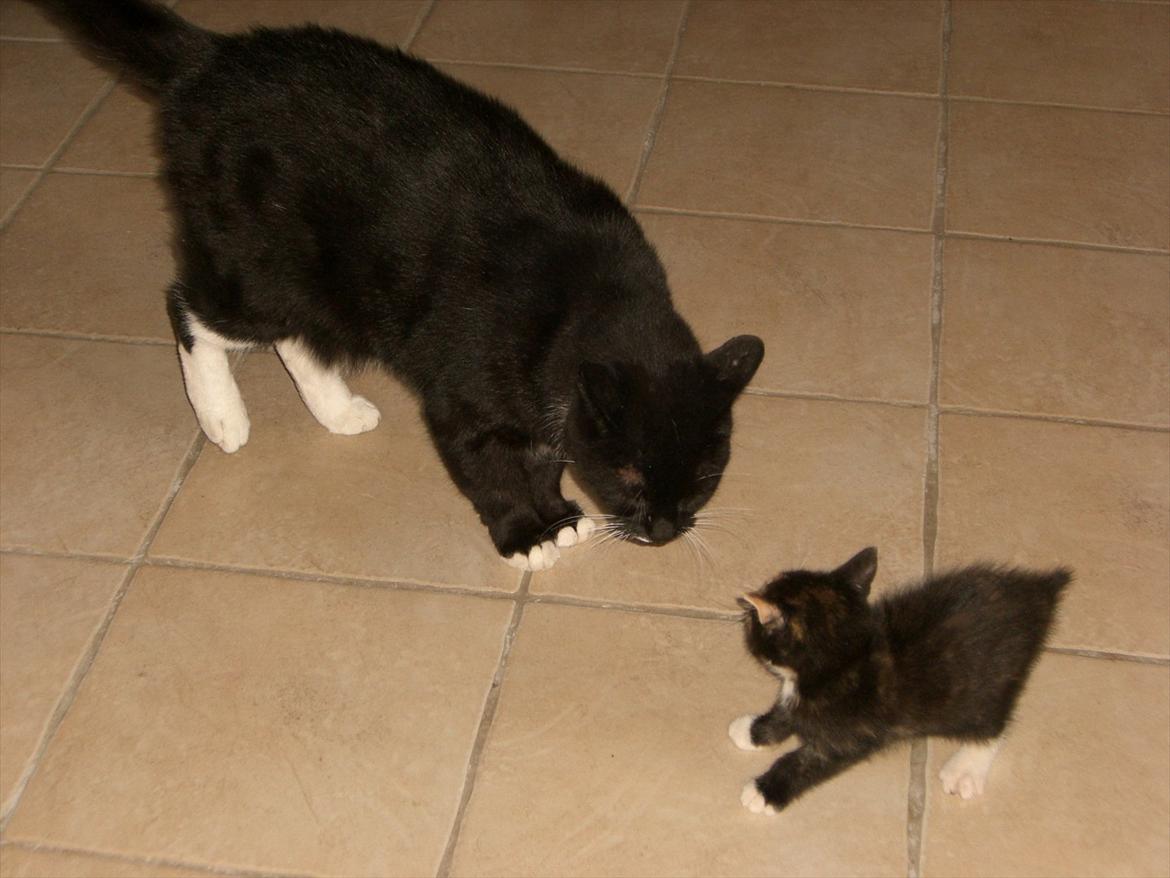 Huskat Kissi *R.I.P* billede 8