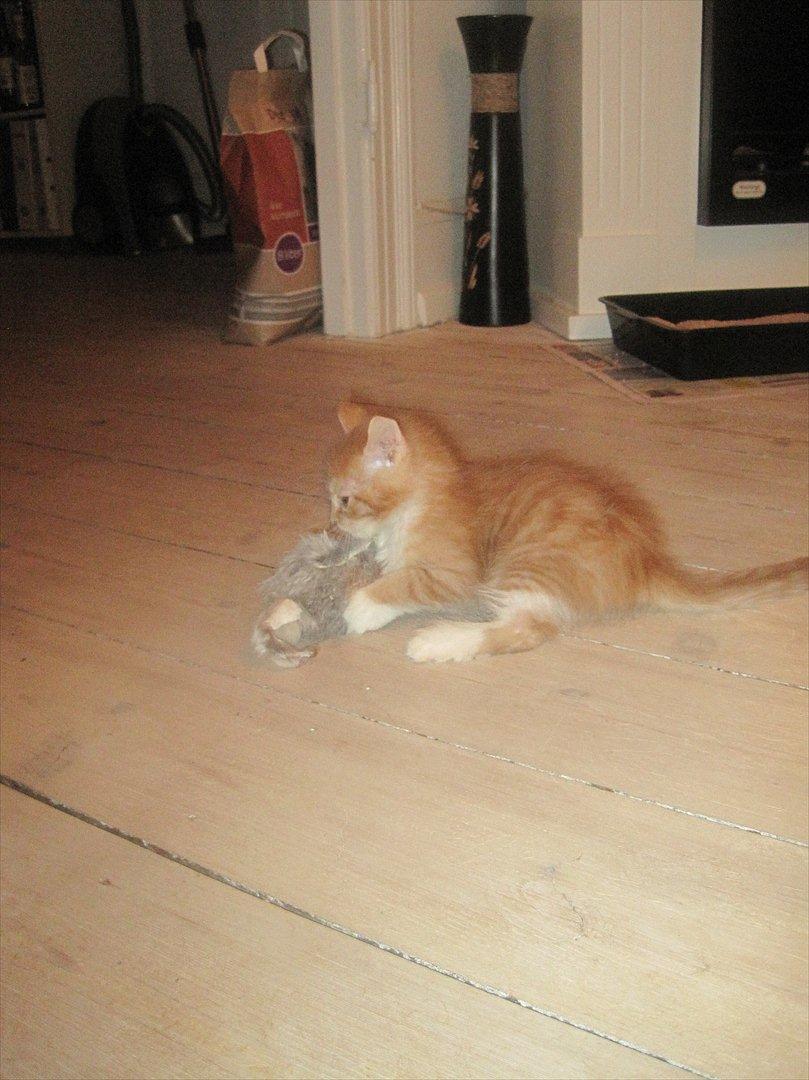 Maine Coon Pelotte billede 6