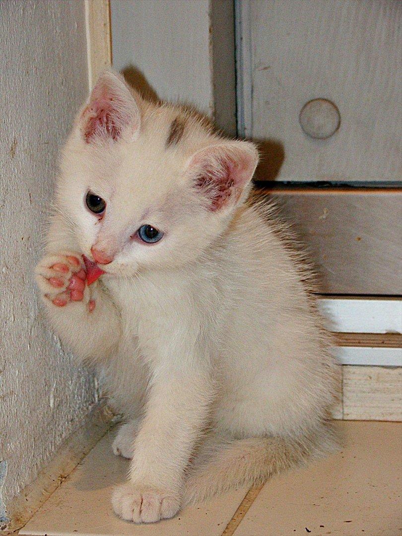 Blanding af racer Bo billede 16