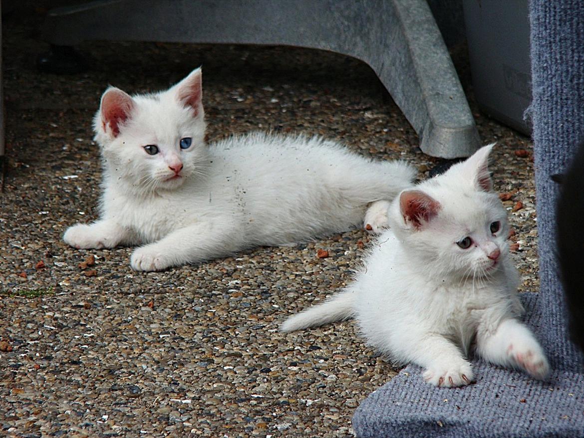 Blanding af racer Bo billede 15