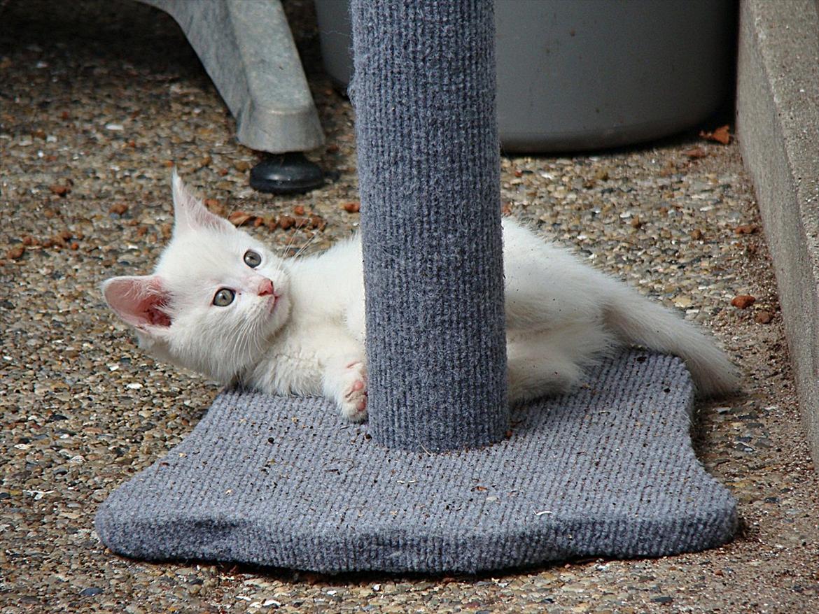 Blanding af racer Bo billede 11