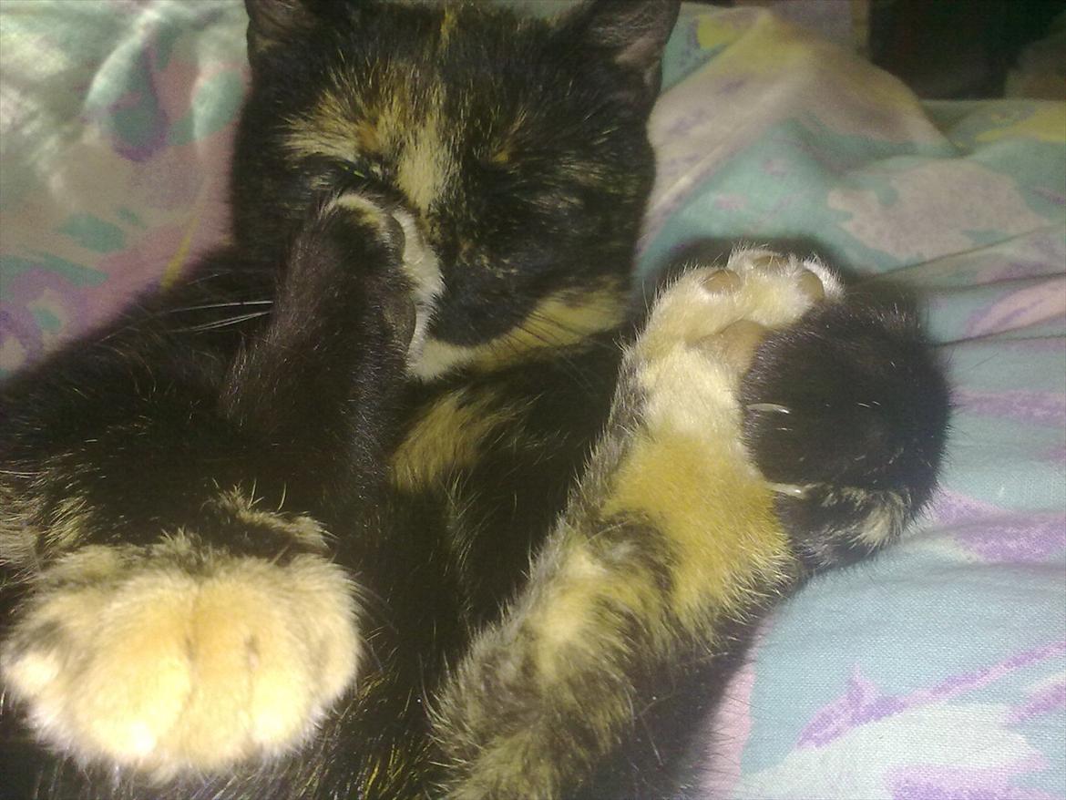 Blanding af racer Amaya (BabyMis) - Hun ligger og holder om sit bagben med sin forpote. Haha, det er ret kært i;  billede 1