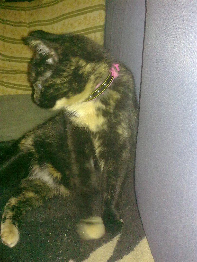 Blanding af racer Amaya (BabyMis) - Hov, siger hun, hahah :D billede 2