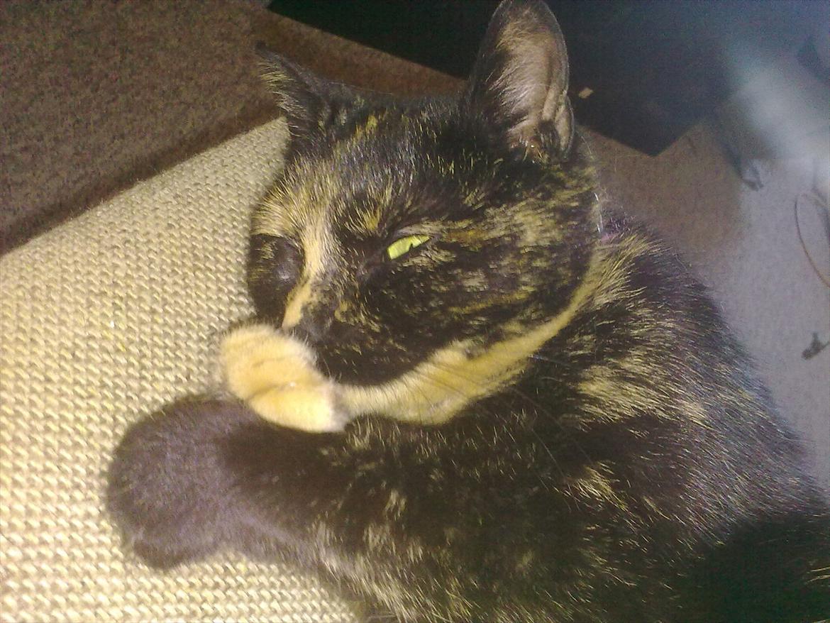 Blanding af racer Amaya (BabyMis) - "Mwuhaha," hun planlægger nok næste gang hun skal stjæle hundenes foder xD billede 3