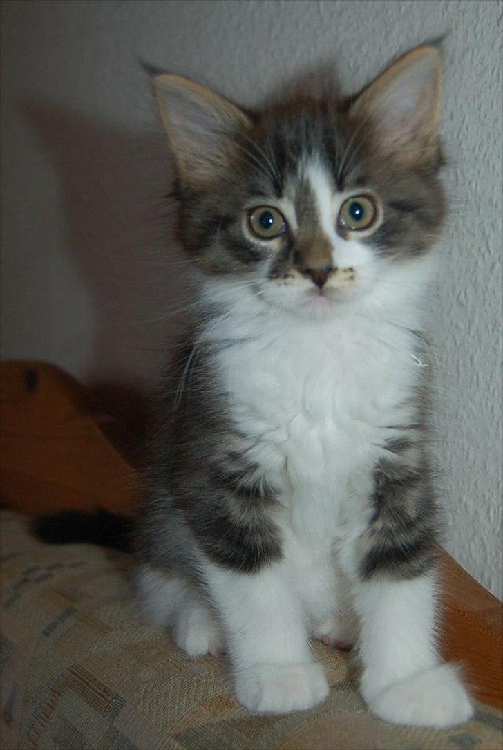 Maine Coon Krammedyret Yankie Bar billede 16