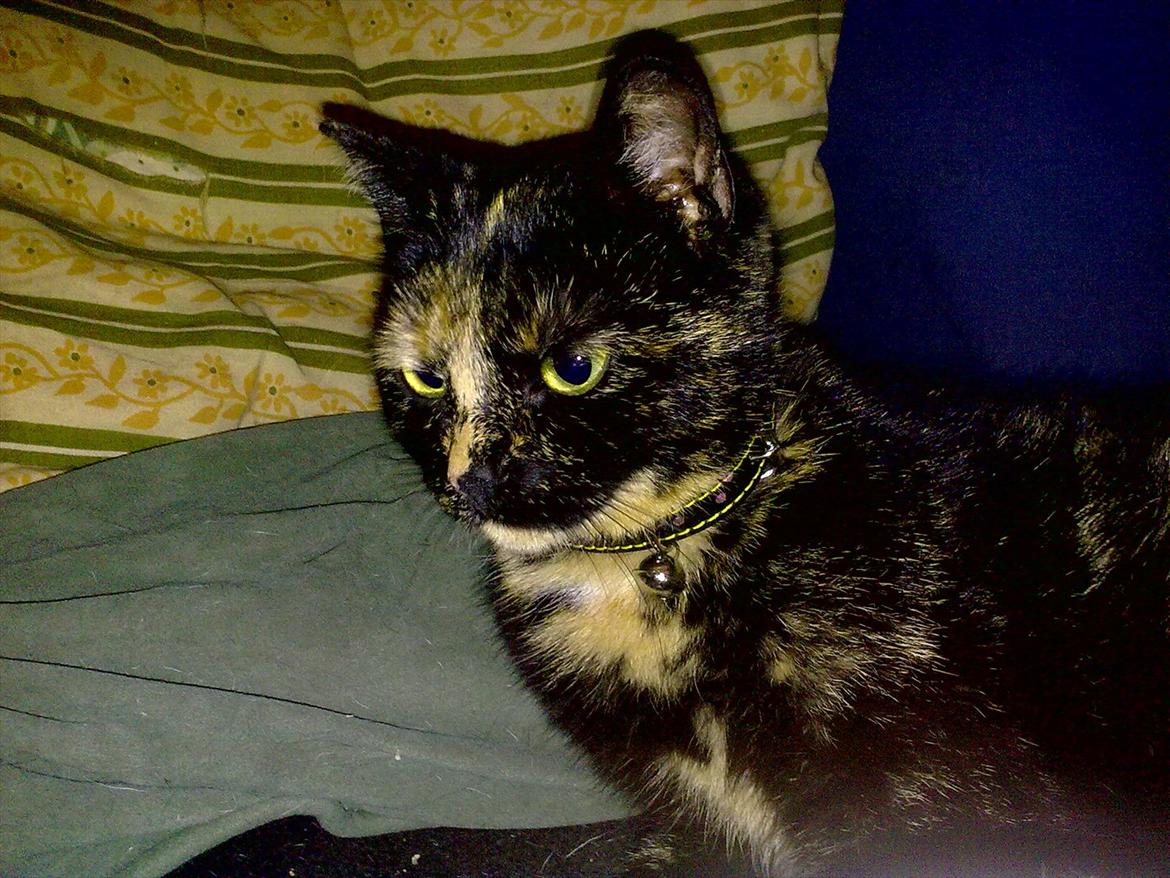 Blanding af racer Amaya (BabyMis) - Hun er ikke så køn, men meget dejlig i; billede 4