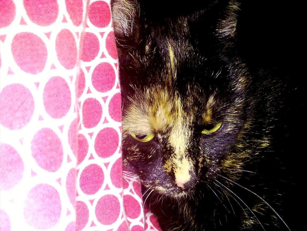 Blanding af racer Amaya (BabyMis) - "Lad mig sove, mor" billede 5