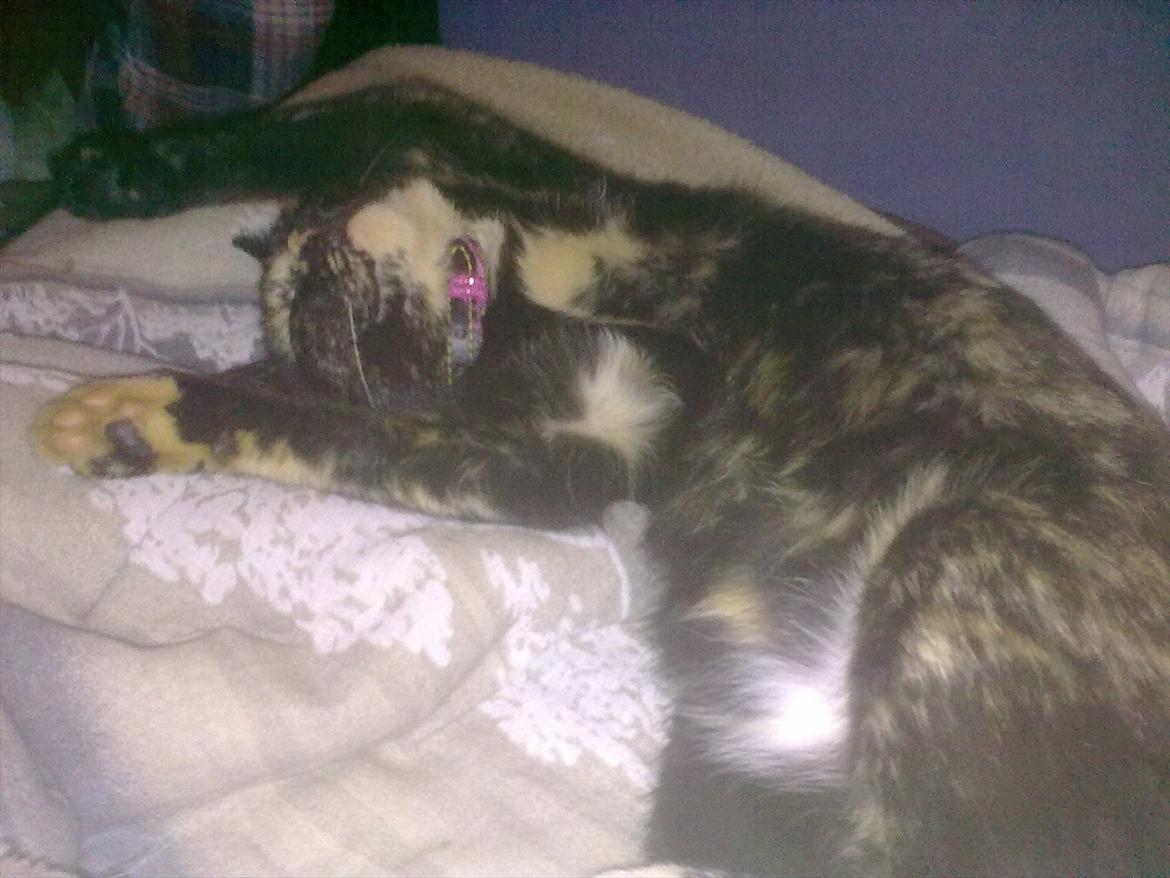 Blanding af racer Amaya (BabyMis) - "Mor, klø mig, klø mig!" billede 6