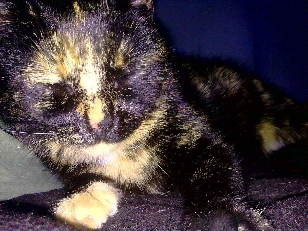 Blanding af racer Amaya (BabyMis) - "Godnaaaat~  :D" billede 7